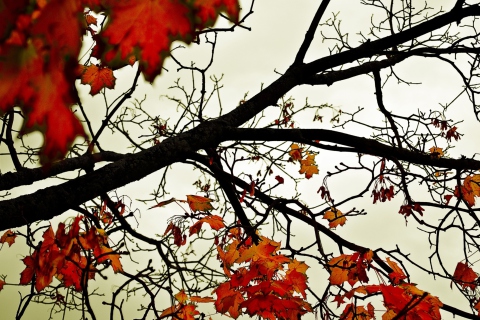 Sfondi Autumn Branch 480x320