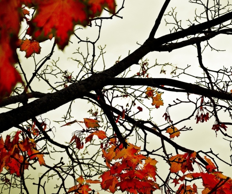 Обои Autumn Branch 480x400