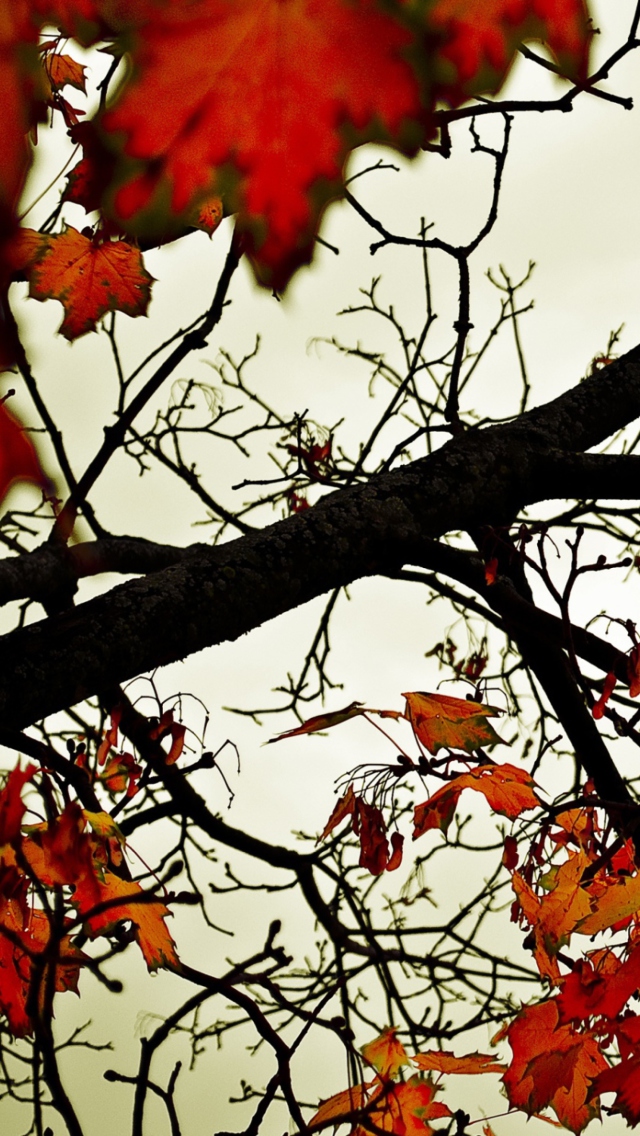 Das Autumn Branch Wallpaper 640x1136