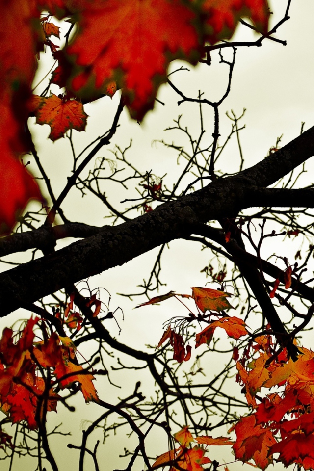 Das Autumn Branch Wallpaper 640x960
