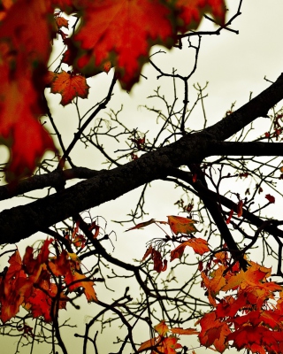 Autumn Branch sfondi gratuiti per iPhone 4S