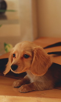 Fondo de pantalla Cute Little Dog 240x400