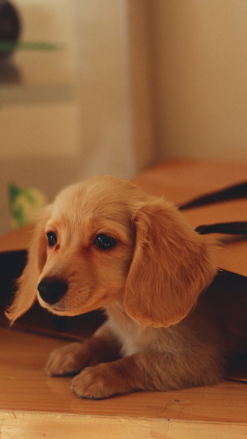 Cute Little Dog screenshot #1 360x640
