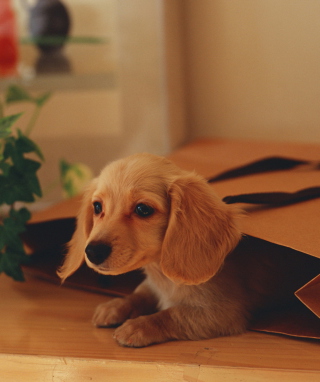 Cute Little Dog sfondi gratuiti per Nokia Asha 300