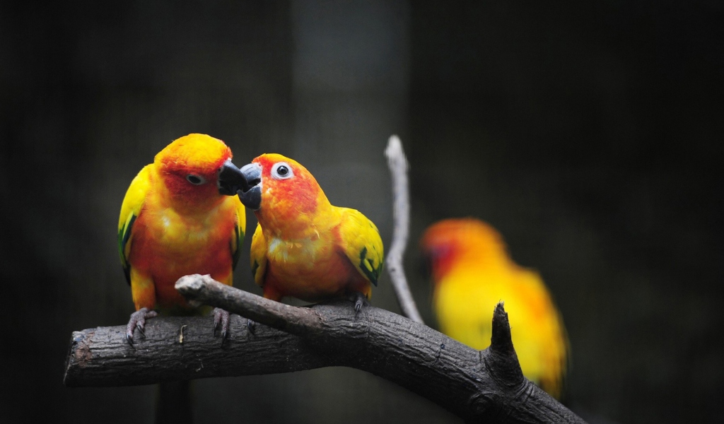 Screenshot №1 pro téma Two Kissing Parrots 1024x600