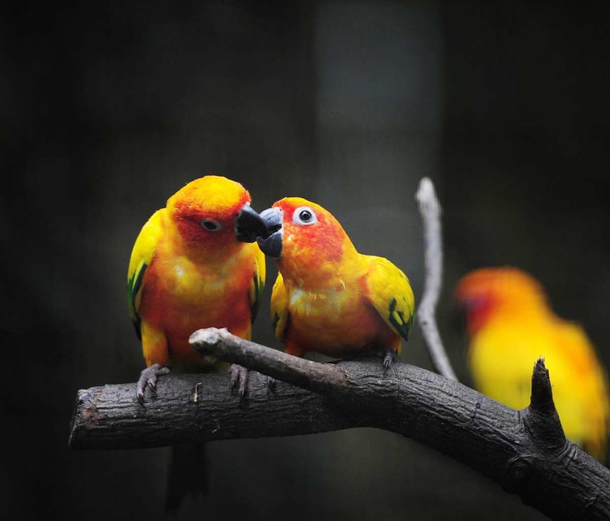 Das Two Kissing Parrots Wallpaper 1200x1024