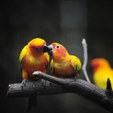Fondo de pantalla Two Kissing Parrots 128x128