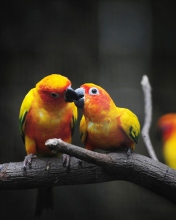 Two Kissing Parrots screenshot #1 176x220