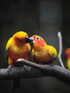 Fondo de pantalla Two Kissing Parrots 240x320