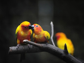 Two Kissing Parrots wallpaper 320x240