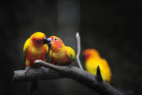 Das Two Kissing Parrots Wallpaper 480x320