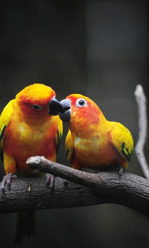 Fondo de pantalla Two Kissing Parrots 480x800