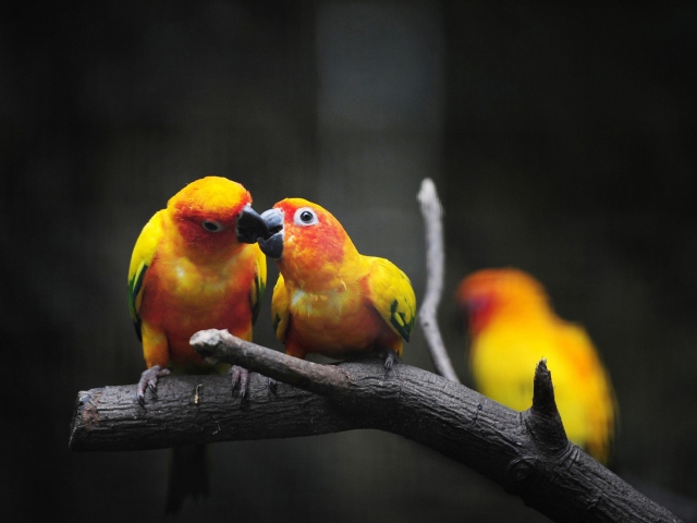 Обои Two Kissing Parrots 640x480