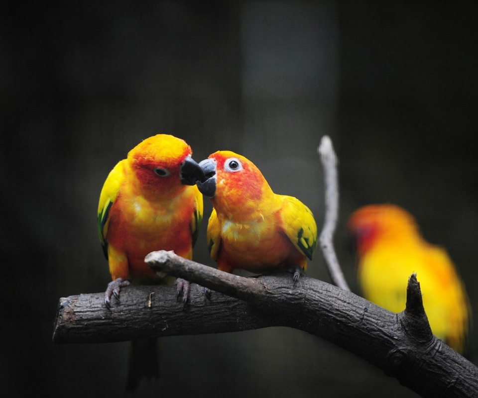 Das Two Kissing Parrots Wallpaper 960x800