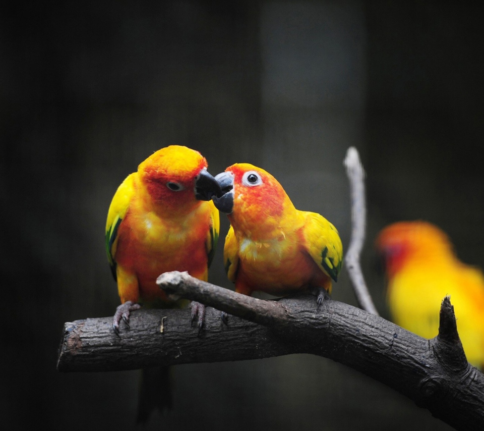 Das Two Kissing Parrots Wallpaper 960x854