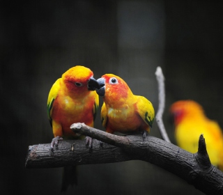 Two Kissing Parrots sfondi gratuiti per Samsung B159 Hero Plus