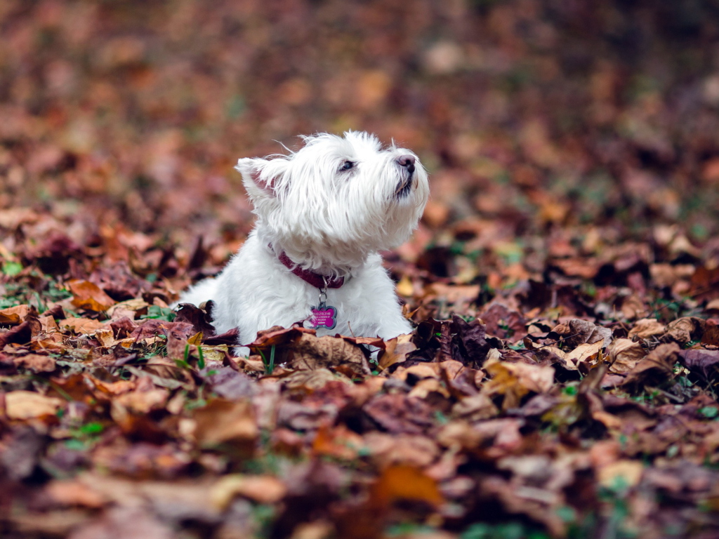Das Dog Loves Autumn Wallpaper 1024x768