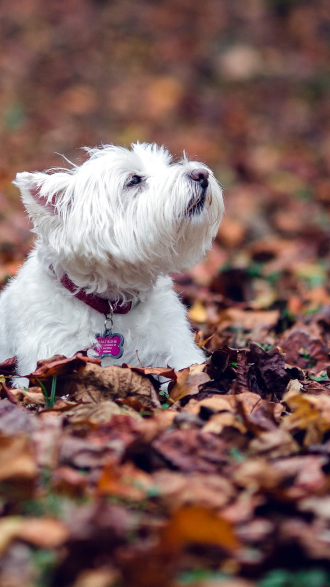 Dog Loves Autumn wallpaper 1080x1920