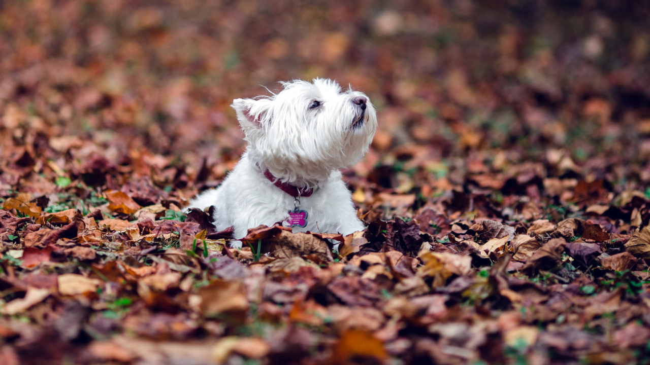 Das Dog Loves Autumn Wallpaper 1280x720