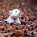 Sfondi Dog Loves Autumn 128x128