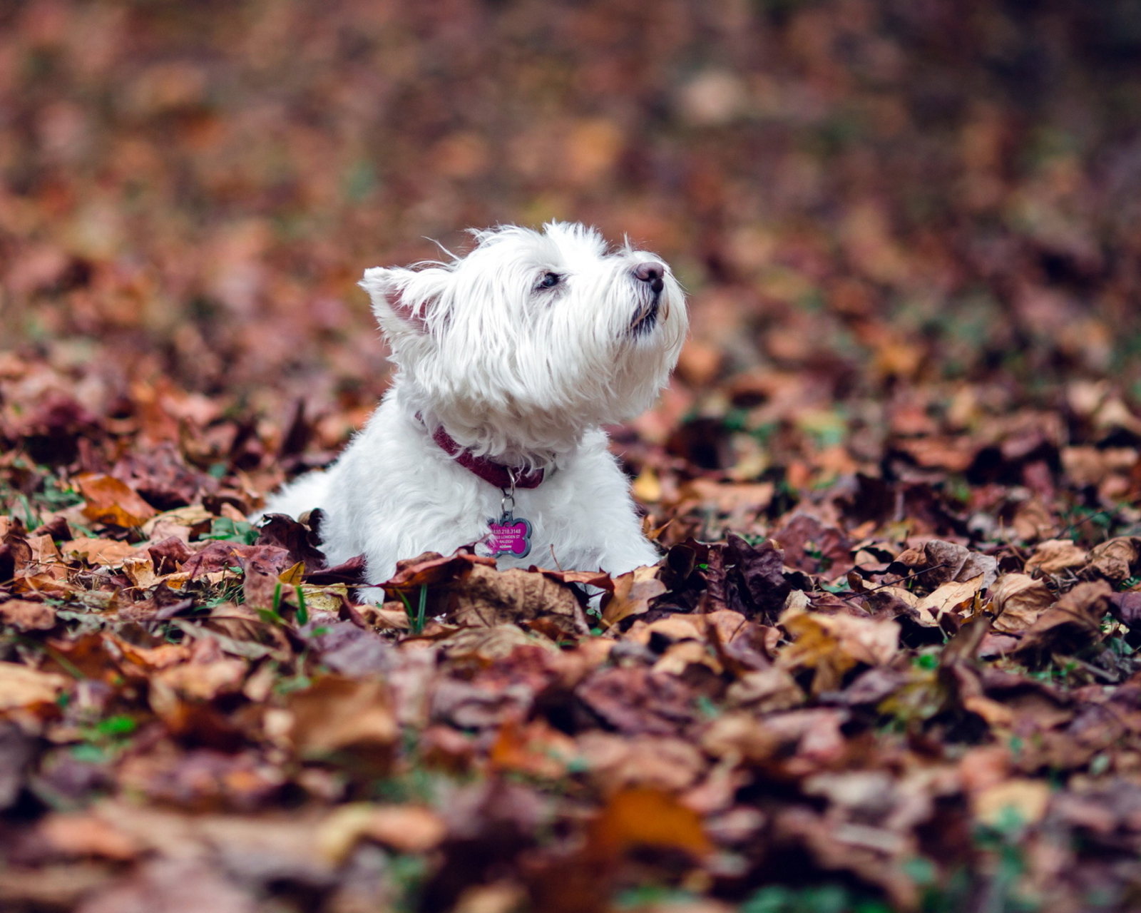 Fondo de pantalla Dog Loves Autumn 1600x1280