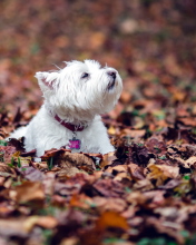 Dog Loves Autumn screenshot #1 176x220