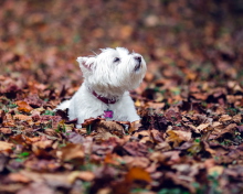 Fondo de pantalla Dog Loves Autumn 220x176