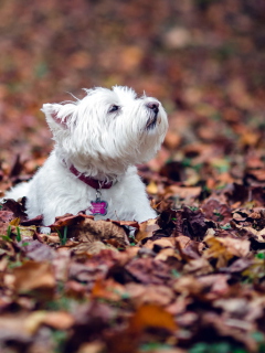 Das Dog Loves Autumn Wallpaper 240x320