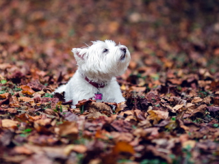 Fondo de pantalla Dog Loves Autumn 320x240
