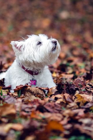 Fondo de pantalla Dog Loves Autumn 320x480