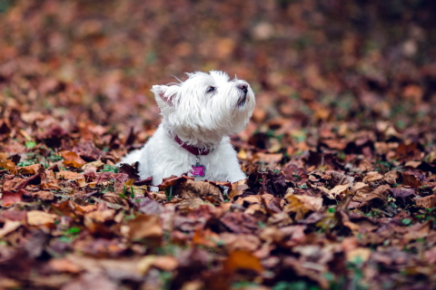Sfondi Dog Loves Autumn 480x320