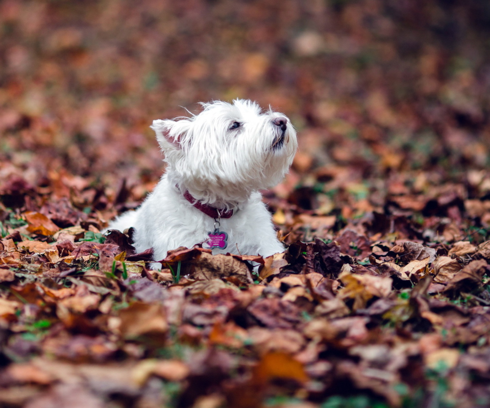 Fondo de pantalla Dog Loves Autumn 960x800