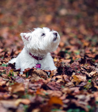 Dog Loves Autumn sfondi gratuiti per Nokia Lumia 800