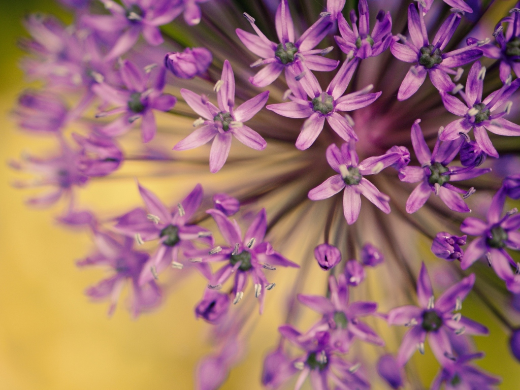 Fondo de pantalla Purple Flowers Bouquet 1024x768