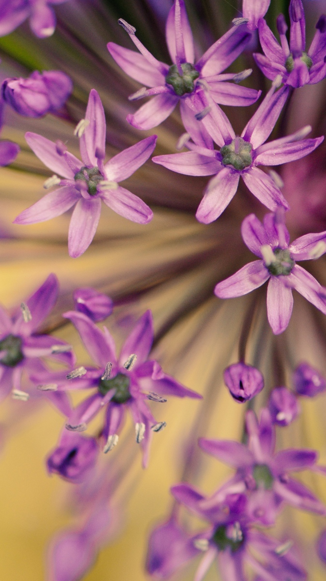 Обои Purple Flowers Bouquet 1080x1920