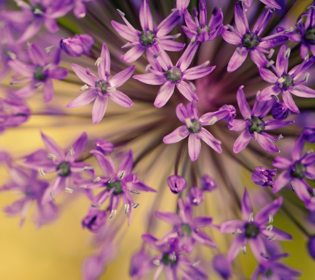 Purple Flowers Bouquet wallpaper 1080x960