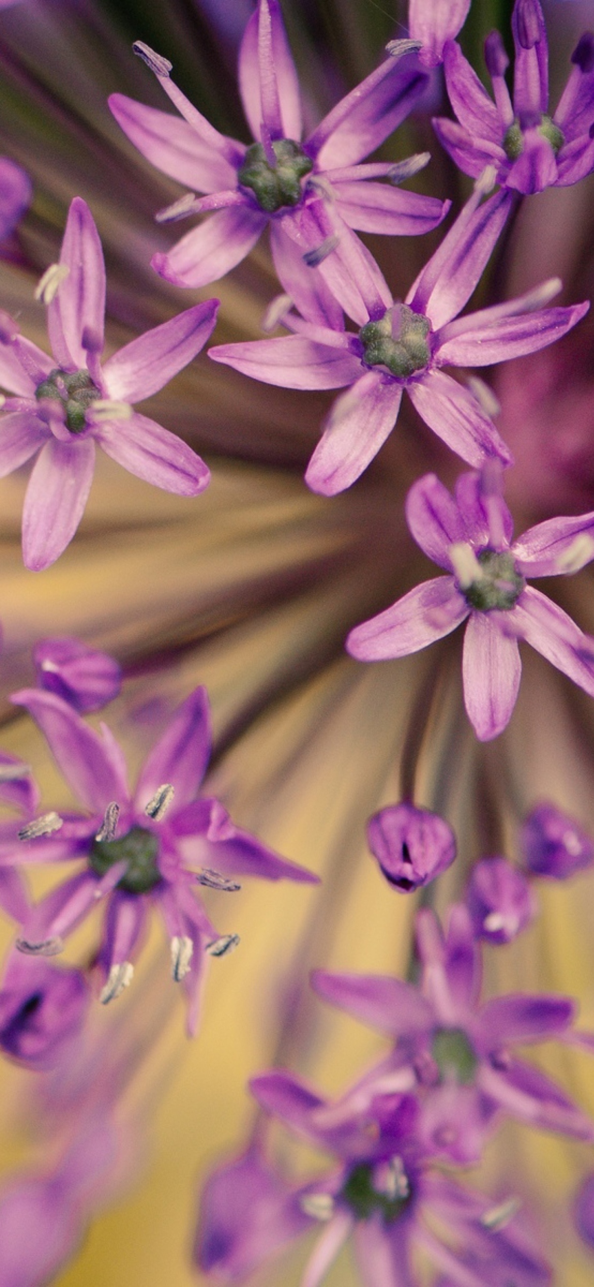 Purple Flowers Bouquet screenshot #1 1170x2532