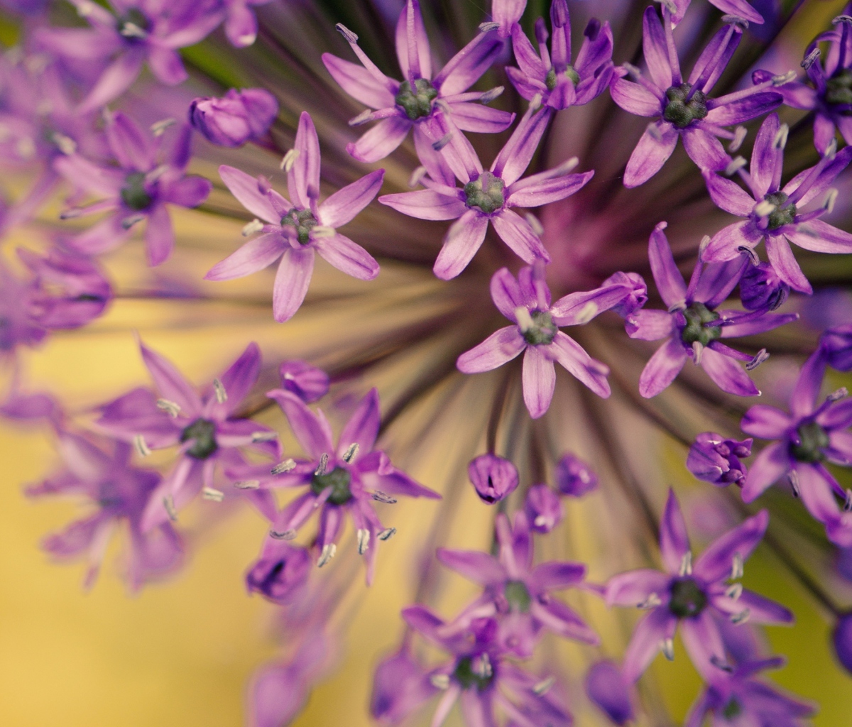 Purple Flowers Bouquet wallpaper 1200x1024