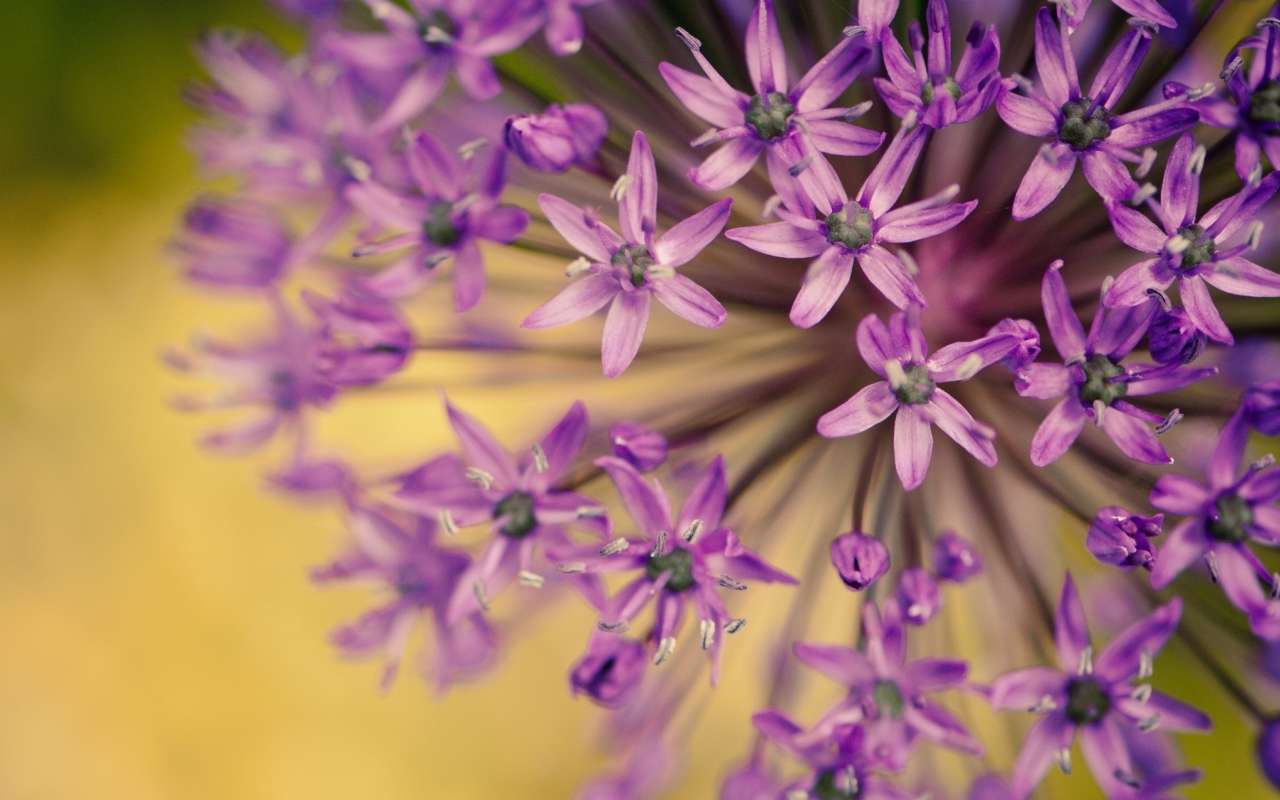 Screenshot №1 pro téma Purple Flowers Bouquet 1280x800