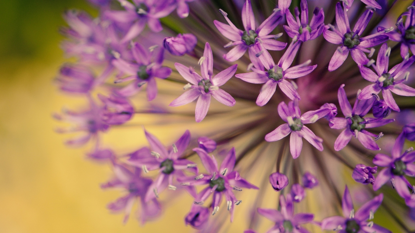 Das Purple Flowers Bouquet Wallpaper 1366x768