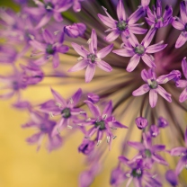 Purple Flowers Bouquet screenshot #1 208x208