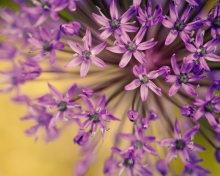 Purple Flowers Bouquet wallpaper 220x176