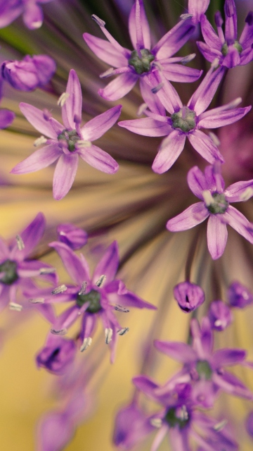 Purple Flowers Bouquet wallpaper 360x640