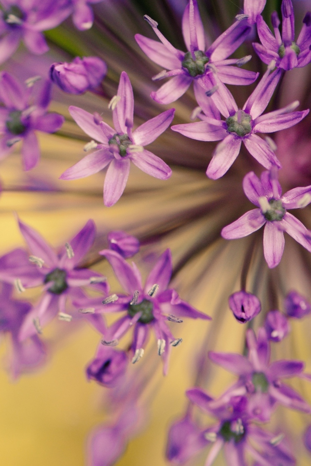 Das Purple Flowers Bouquet Wallpaper 640x960