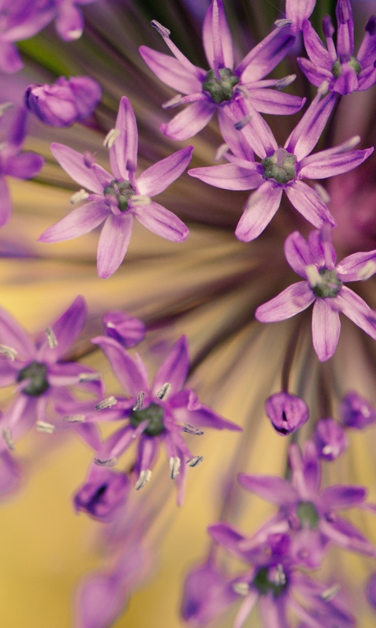 Sfondi Purple Flowers Bouquet 768x1280