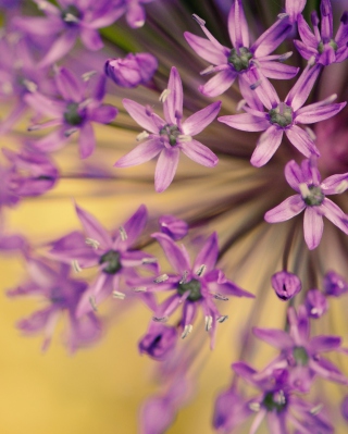 Purple Flowers Bouquet papel de parede para celular para Nokia Lumia 925