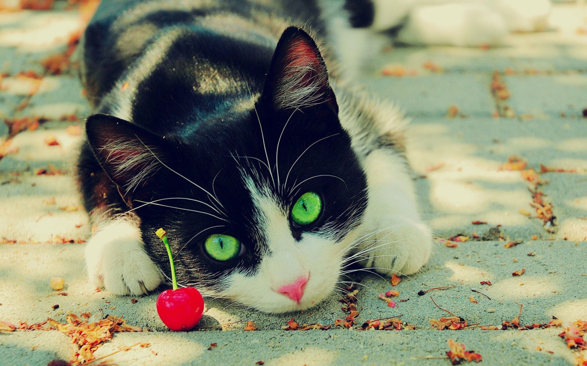 Cat And Cherrie wallpaper 1920x1200