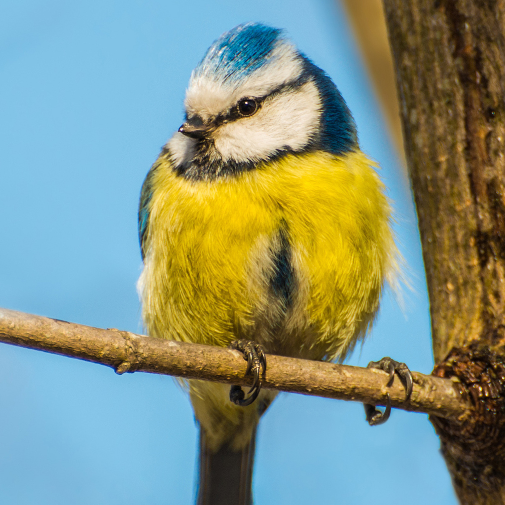 Sfondi Yellow Bird With Blue Head 1024x1024