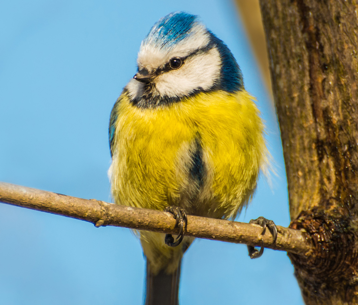 Yellow Bird With Blue Head wallpaper 1200x1024