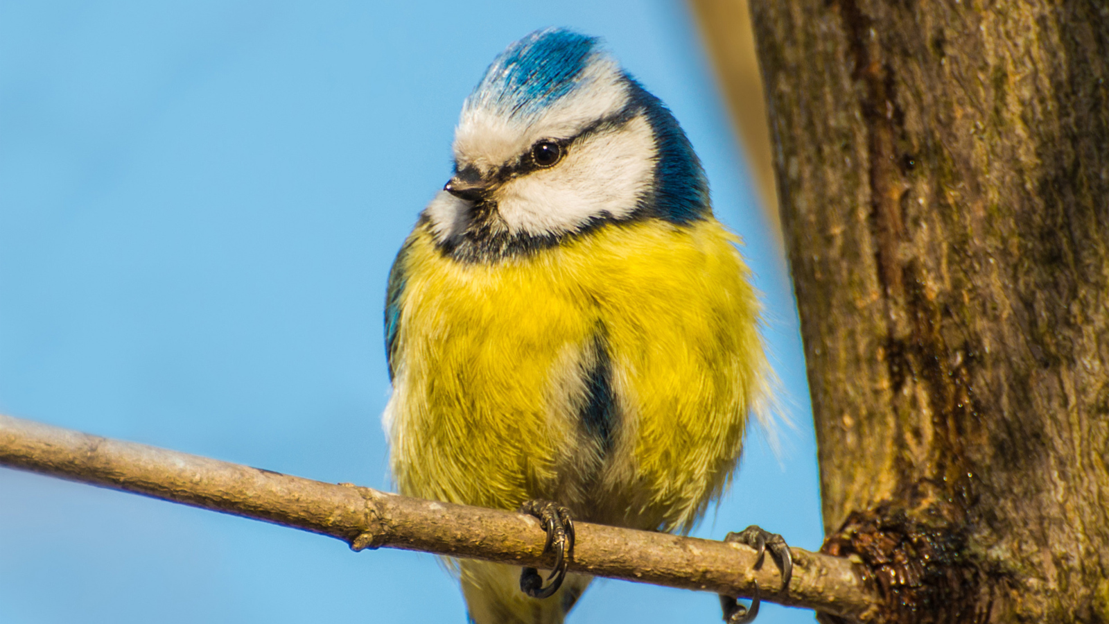 Fondo de pantalla Yellow Bird With Blue Head 1600x900